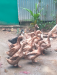 পাতি হাঁস
